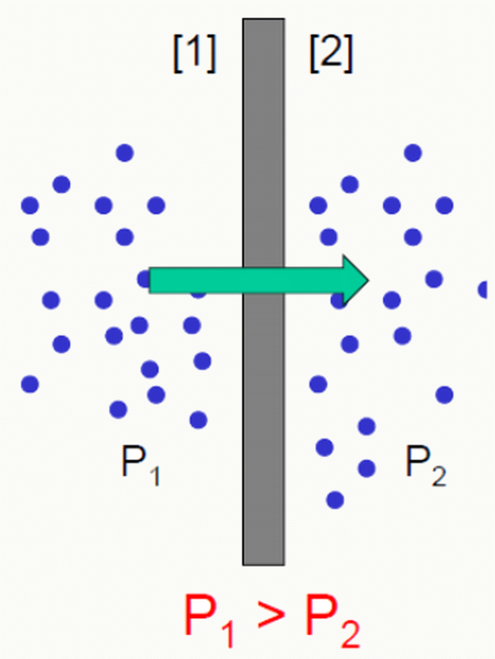 Déplacement conjoint du solvant et des solutés par convection à travers une membrane sous l'effet d'un gradient de pression P1 > P2. » style= »display:block; width:100%; border-radius:12px; »><figcaption style=
