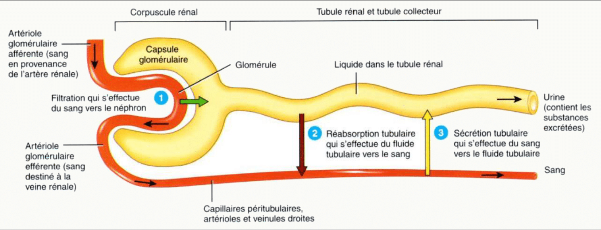 Coupe rénale filtration/sécrétion/réabsorption