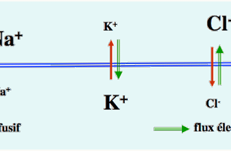 Flux diffusif et électrique de Na⁺, K⁺ et Cl⁻ à travers la membrane cellulaire au repos.