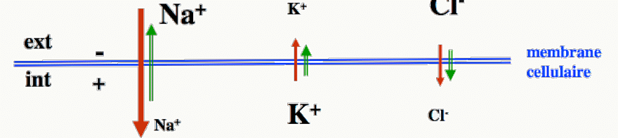 Flux ioniques pendant la dépolarisation du PA : entrée massive de Na⁺, K⁺ encore silencieux.