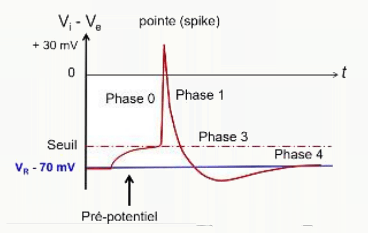 Graphique du potentiel d'action avec le pré-potentiel, le seuil et le déclenchement de la phase 0.