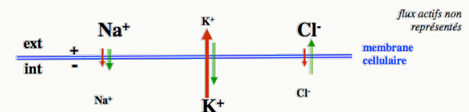 Flux ioniques pendant la repolarisation du PA : sortie de K⁺ prédominante, canaux Na⁺ inactivés.