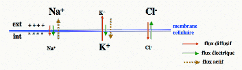 Flux ioniques Na⁺, K⁺ et Cl⁻ pendant un stimulus dépolarisant sous-liminaire.