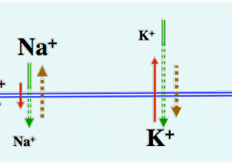 Flux ioniques Na⁺, K⁺ et Cl⁻ à travers la membrane pendant un stimulus hyperpolarisant.