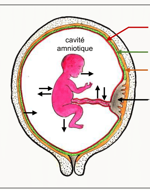 Schéma du fœtus dans la cavité amniotique et échanges placentaires.
