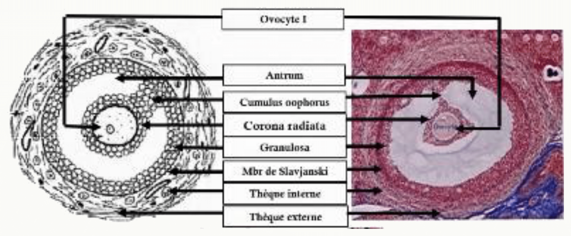 Follicule mûr de De Graaf : ovocyte relié à la granulosa par le cumulus oophorus, antrum et thèques