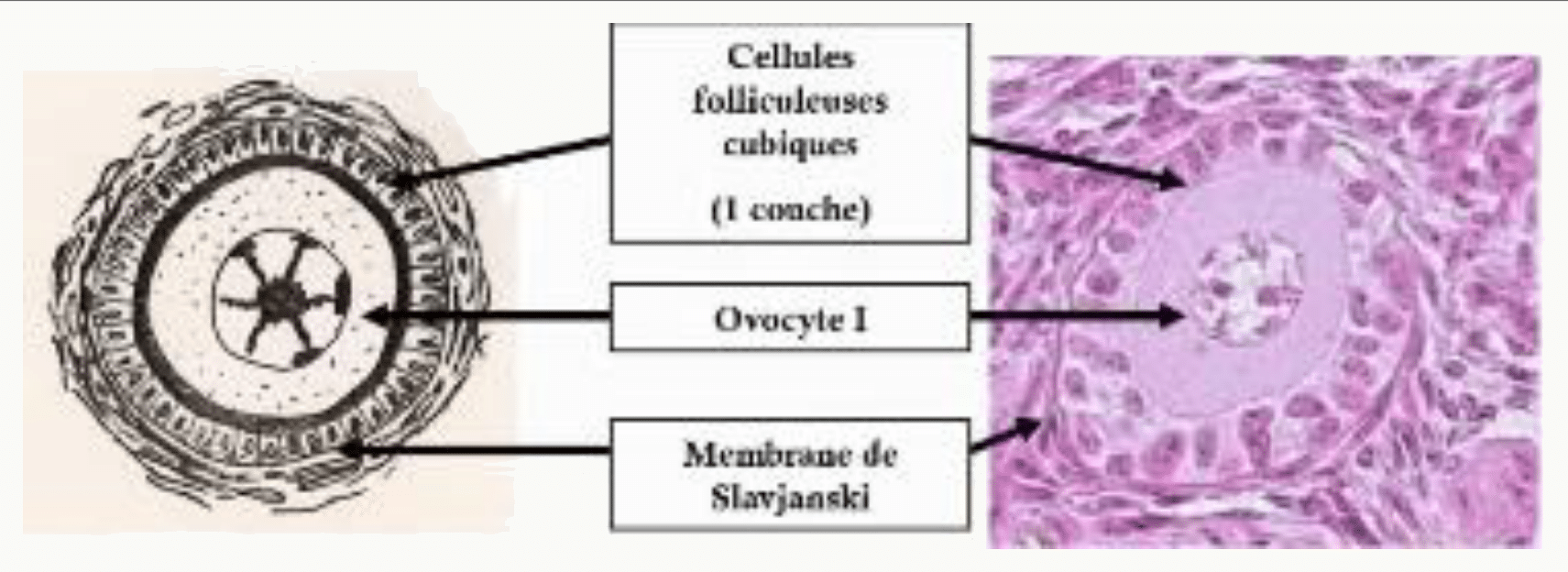 Follicule primaire : cellules folliculeuses cubiques, zone pellucide et membrane de Slavjanski