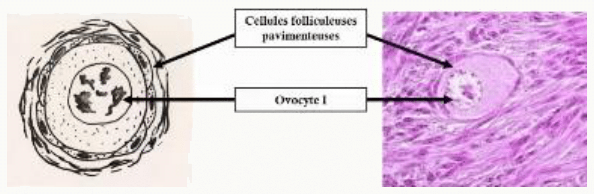 Follicule primordial en histologie : ovocyte I entouré d'une couche de cellules folliculeuses pavimenteuses