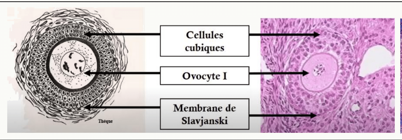 Follicule secondaire : granulosa pluristratifiée, thèque interne et corona radiata