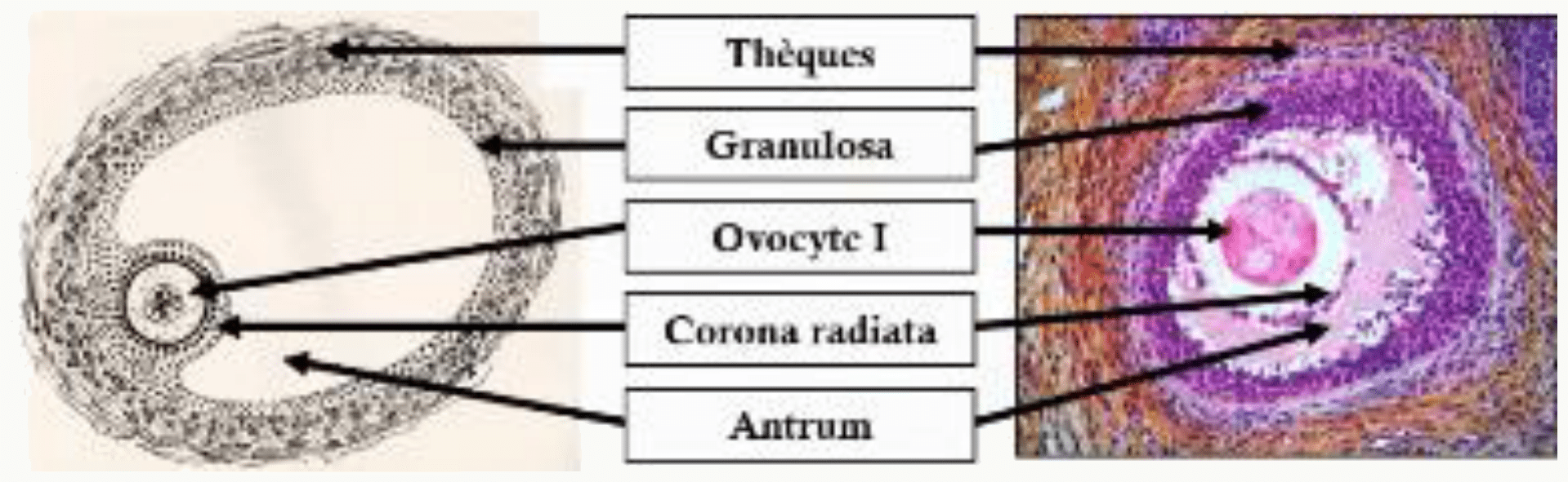 Follicule tertiaire (antral) : thèque interne et externe, granulosa et cavité antrale