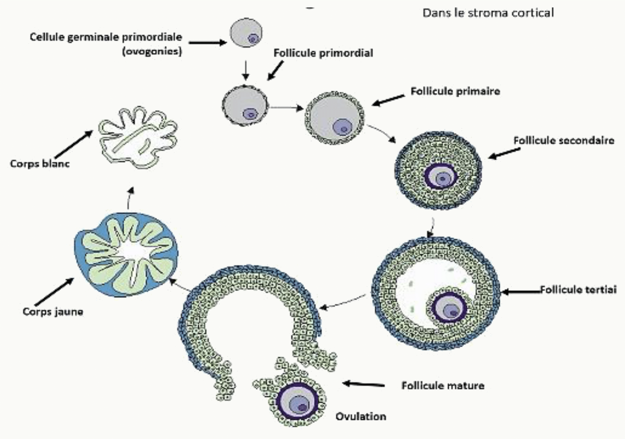 Folliculogenèse : évolution du follicule primordial jusqu'au follicule mûr de De Graaf