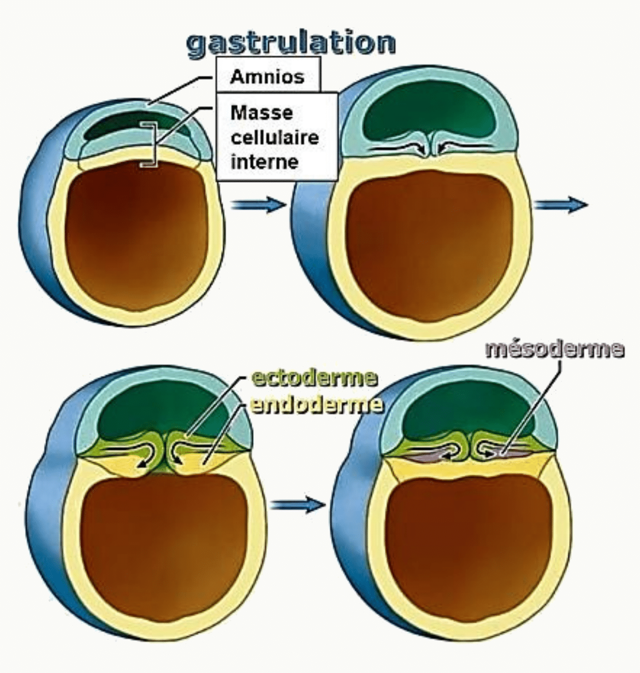 Schéma de la gastrulation montrant la formation des trois feuillets embryonnaires (ectoderme, mésoderme, endoderme) à partir du disque embryonnaire didermique