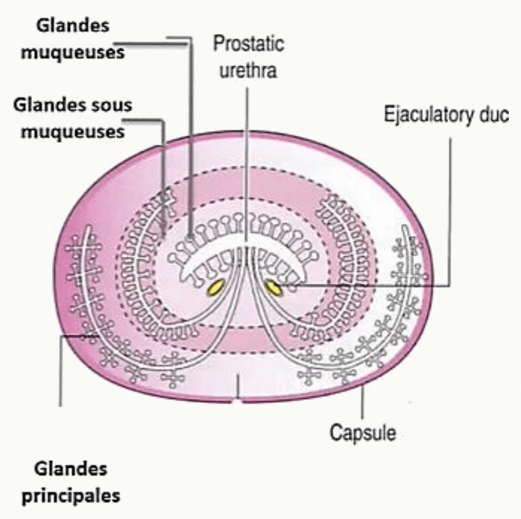 Glandes prostatiques : muqueuses, sous-muqueuses et principales