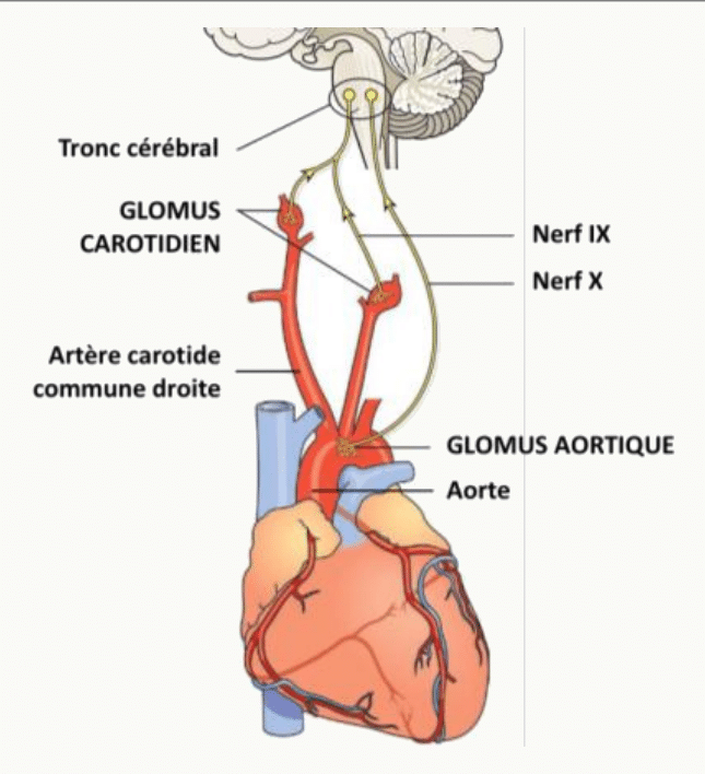 Schéma anatomique montrant les chémorécepteurs périphériques : glomus carotidien situé au niveau de la bifurcation carotidienne (innervation par le nerf glossopharyngien IX) et glomus aortique le long de la crosse de l'aorte (innervation par le nerf vague X), avec les afférences remontant vers le tronc cérébral.
