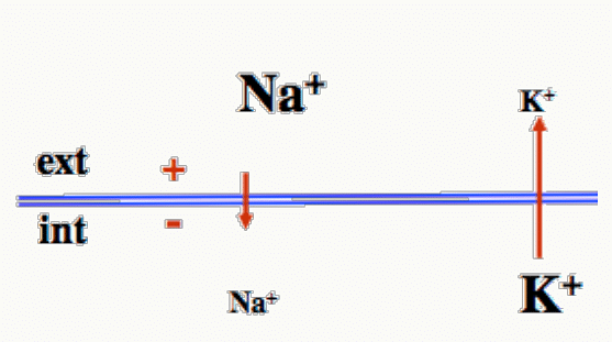 Gradients de concentration de Na⁺ (fort à l'extérieur) et K⁺ (fort à l'intérieur) de part et d'autre de la membrane.