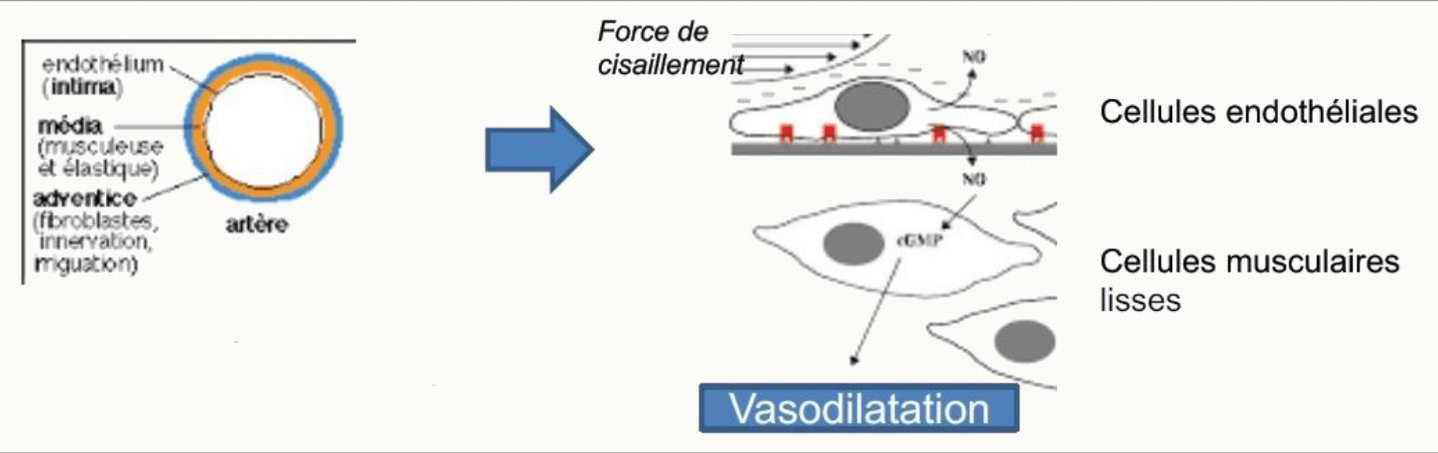 Guanylyl cyclase oxyde d'azote vasodilatation endothélium