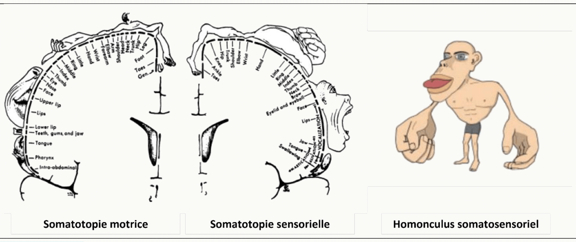 Homonculus somato-sensoriel et somato-moteur du cortex cérébral.