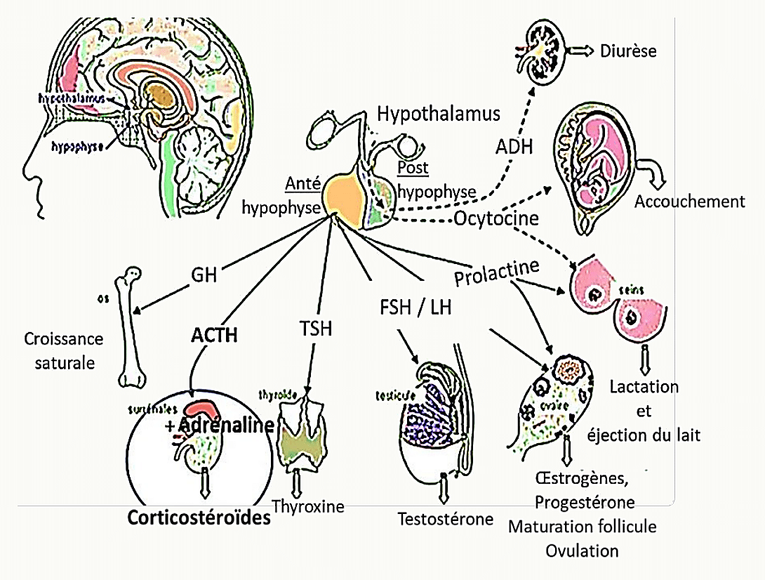 Schéma anatomique du complexe hypothalamo-hypophysaire avec flèches vers les organes cibles : GH-os, ACTH-surrénales (cortisol, adrénaline), TSH-thyroïde, FSH/LH-gonades, prolactine-seins, ADH-rein, ocytocine-utérus