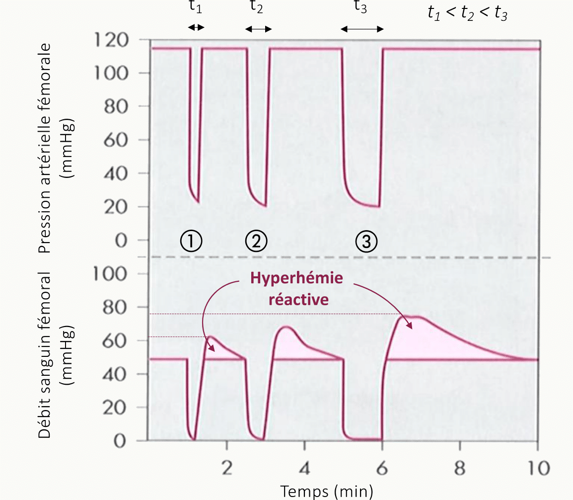 Graphique de l'hyperhémie réactive après occlusion fémorale : la pression et le débit chutent pendant l'occlusion, puis le débit dépasse largement sa valeur de base à la levée du clamp.