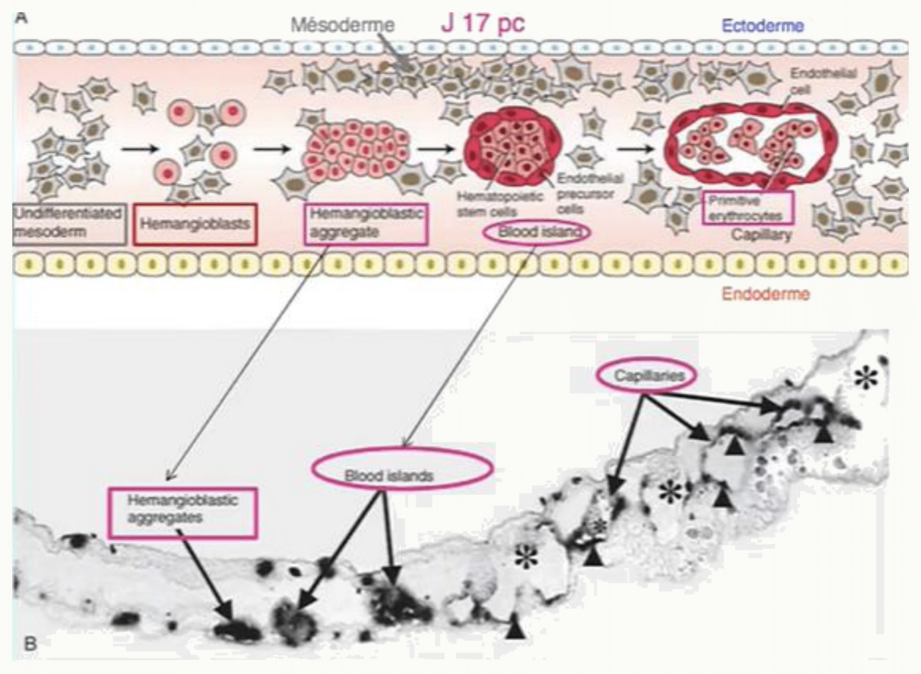 Îlots sanguins et formation des premiers vaisseaux