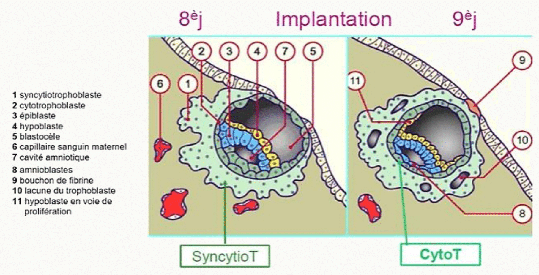 Fin de l'implantation à 8 et 9 jours : bouchon de fibrine, lacunes trophoblastiques, membrane de Heuser et vésicule ombilicale primaire