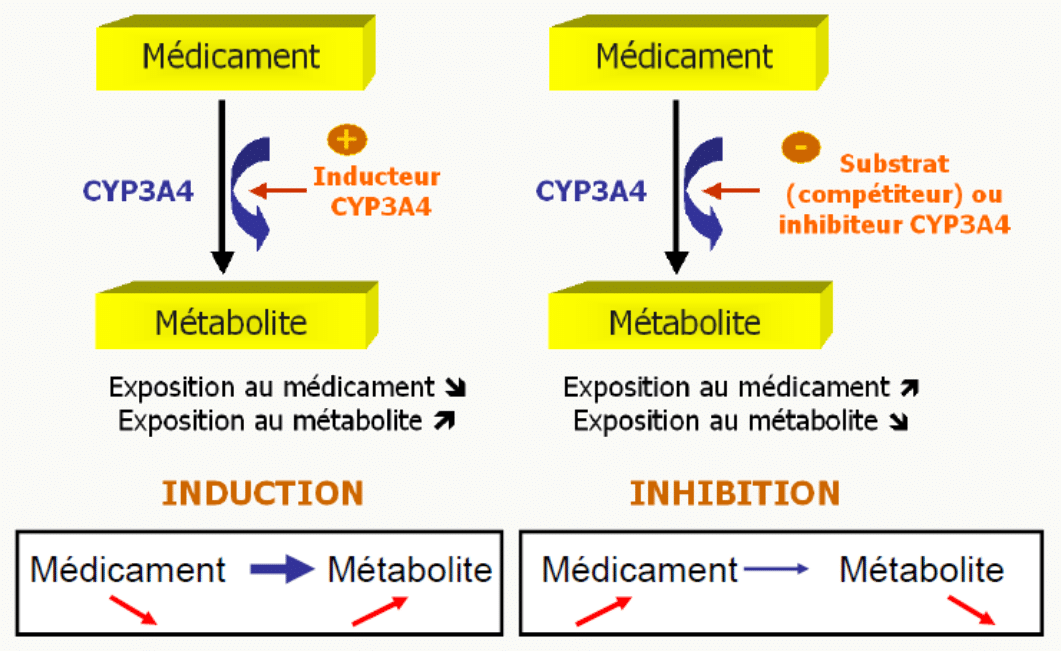 Induction vs inhibition CYP3A4