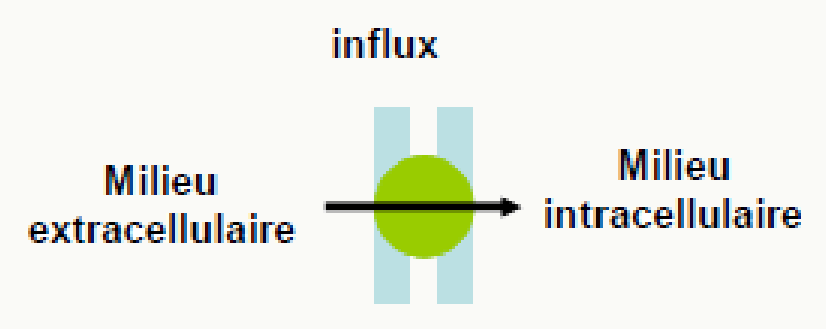 Transporteur d'influx substrat extra→intracellulaire