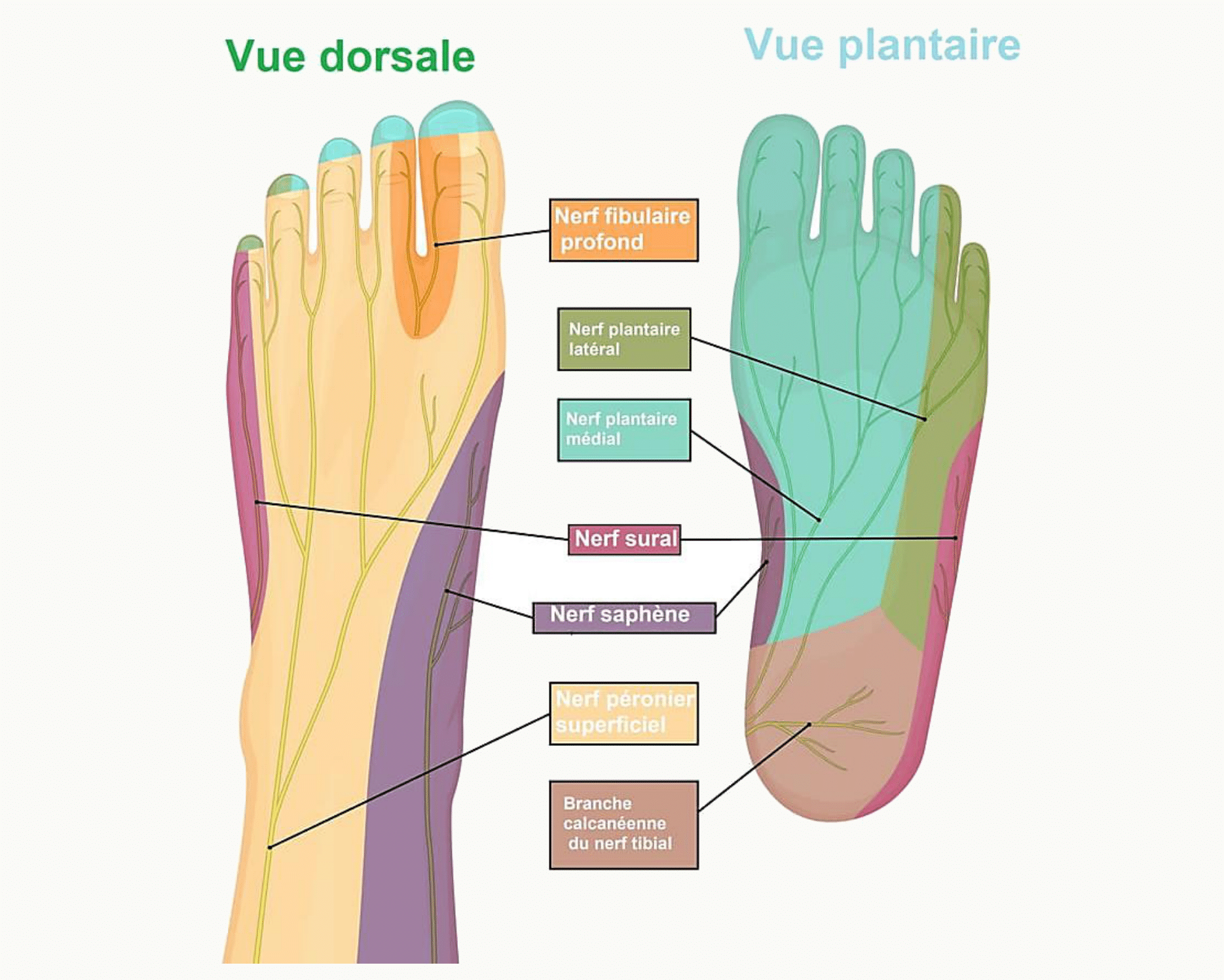 Innervation sensitive du pied en vues dorsale et plantaire, territoires des nerfs plantaires et fibulaires