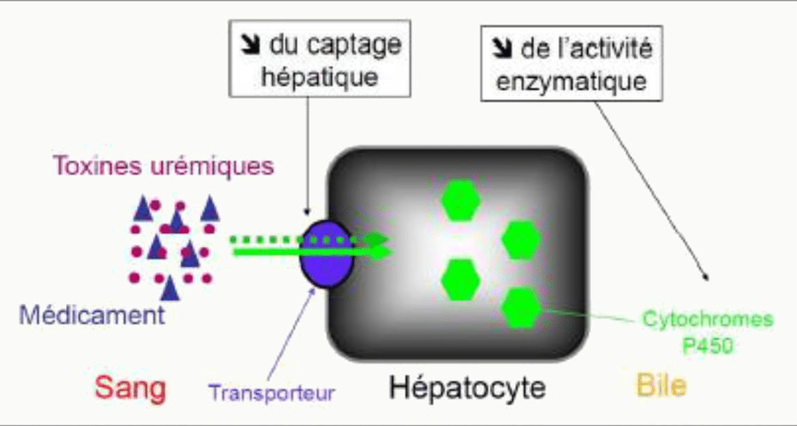 Interactions hépatique captage CYP toxines urémiques transporteurs