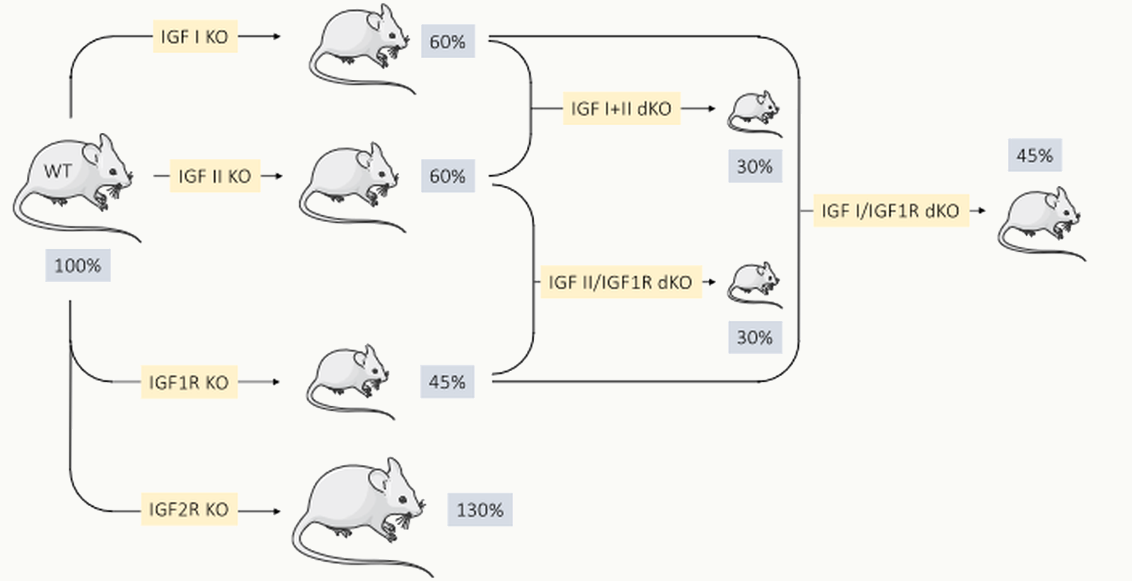 Résultats knockout IGF et récepteurs chez la souris (% taille WT).