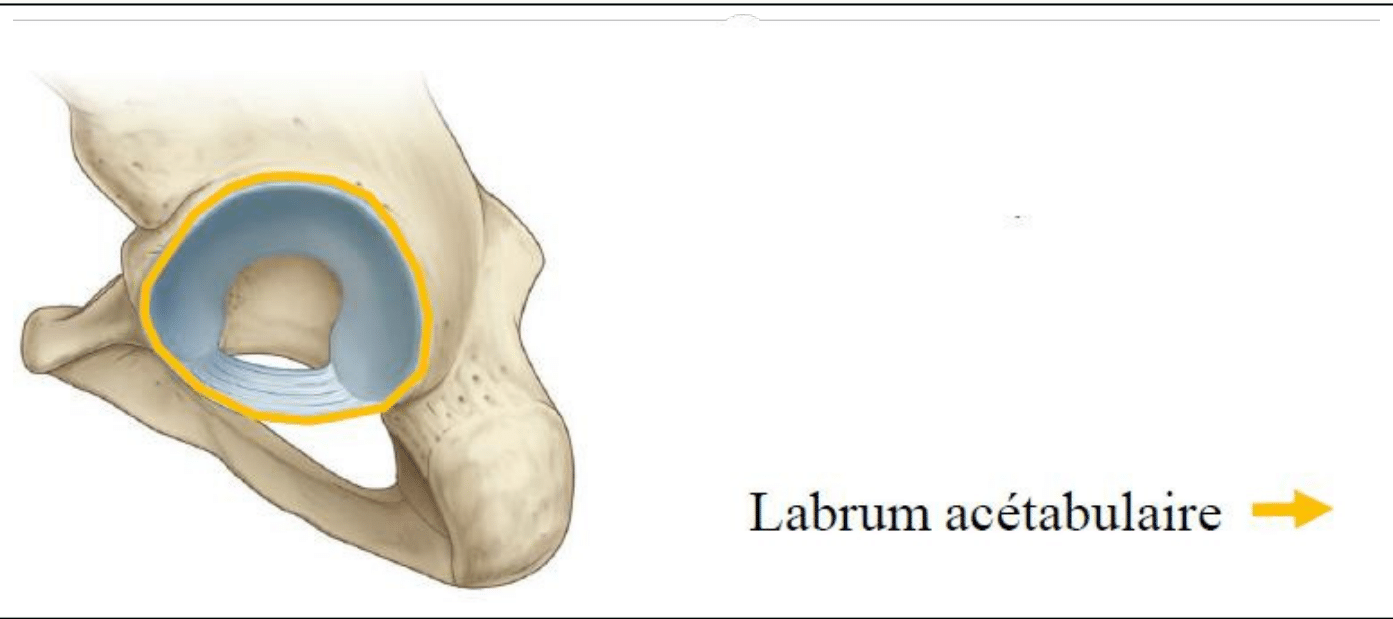Labrum acétabulaire : anneau fibro-cartilagineux cerclant le pourtour de l'acétabulum de l'os coxal, vue exopelvienne