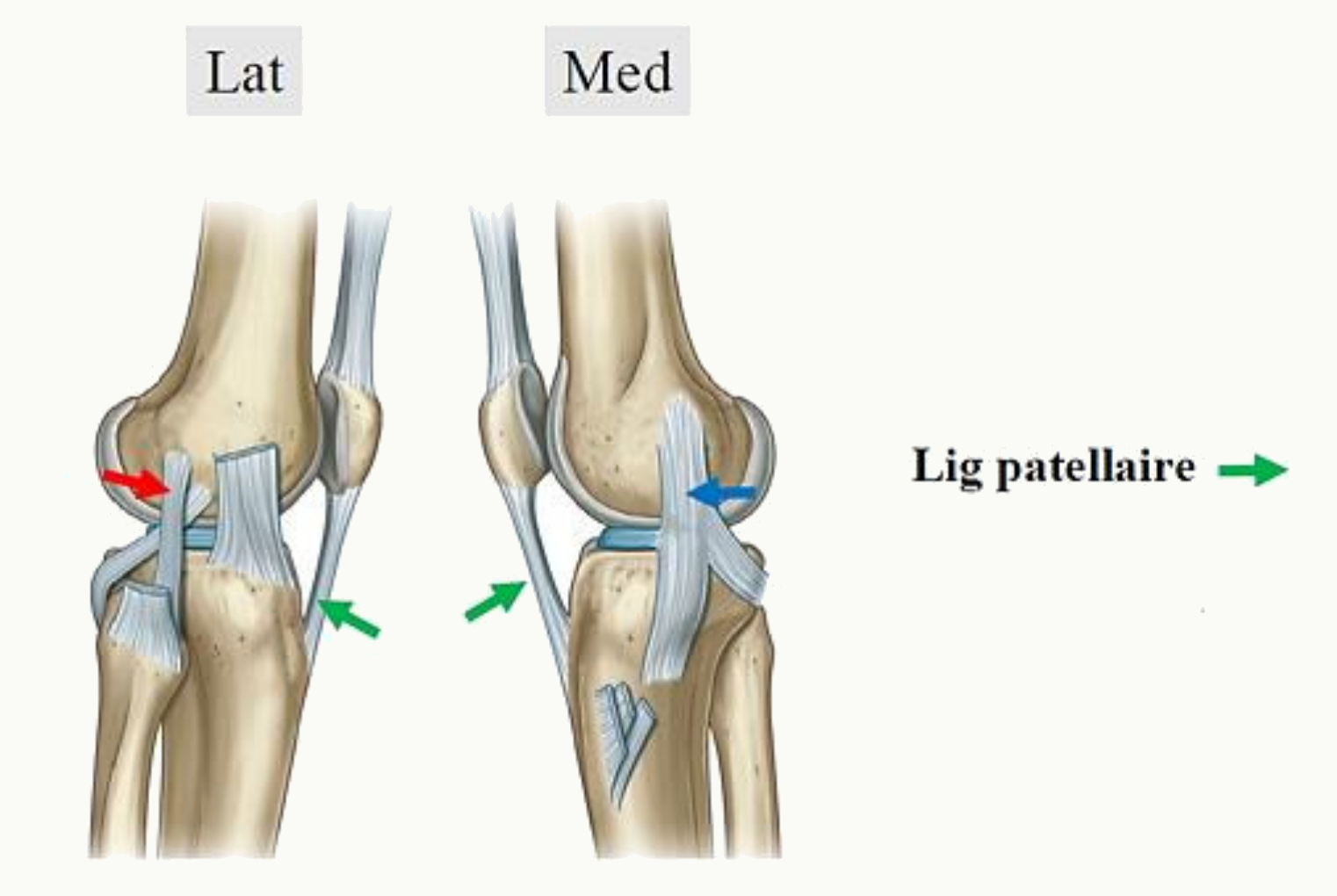 Ligament patellaire tendu de la patella à la tubérosité tibiale antérieure, vues latérale et médiale du genou
