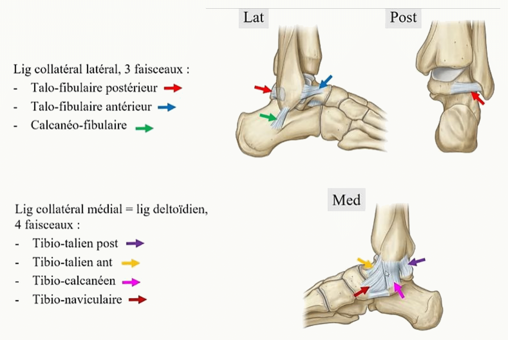 Ligaments collatéraux de la cheville : trois faisceaux latéraux et quatre faisceaux du ligament deltoïdien