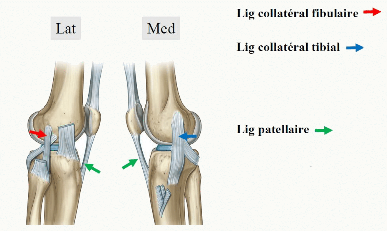 Ligaments collatéral fibulaire et collatéral tibial du genou, vues latérale et médiale, avec le ligament patellaire