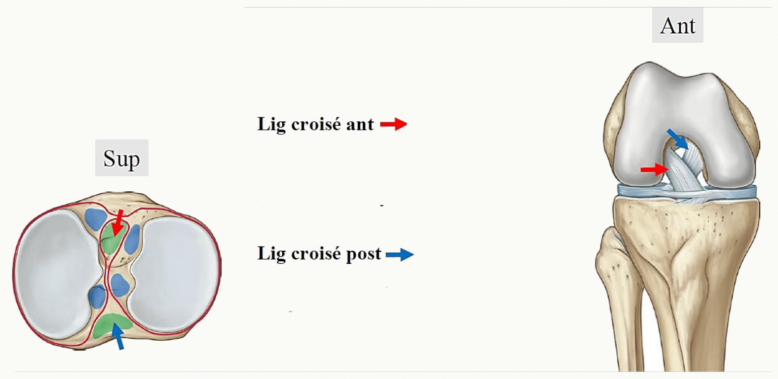 Ligaments croisés antérieur et postérieur : vue supérieure du plateau tibial et vue antérieure du genou fléchi