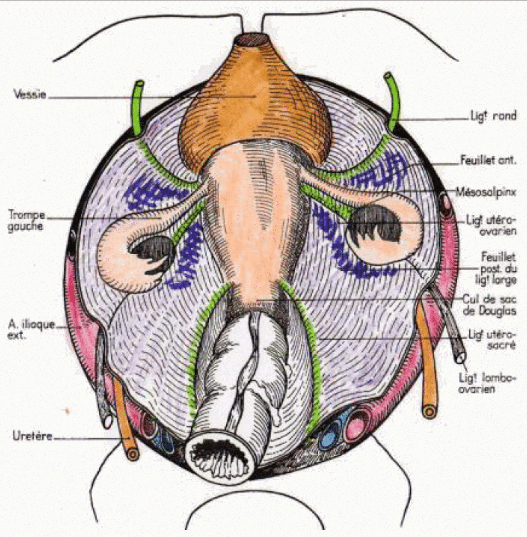 Ligaments de l'utérus vus en coupe transversale du pelvis : ligaments ronds, larges et utéro-sacrés