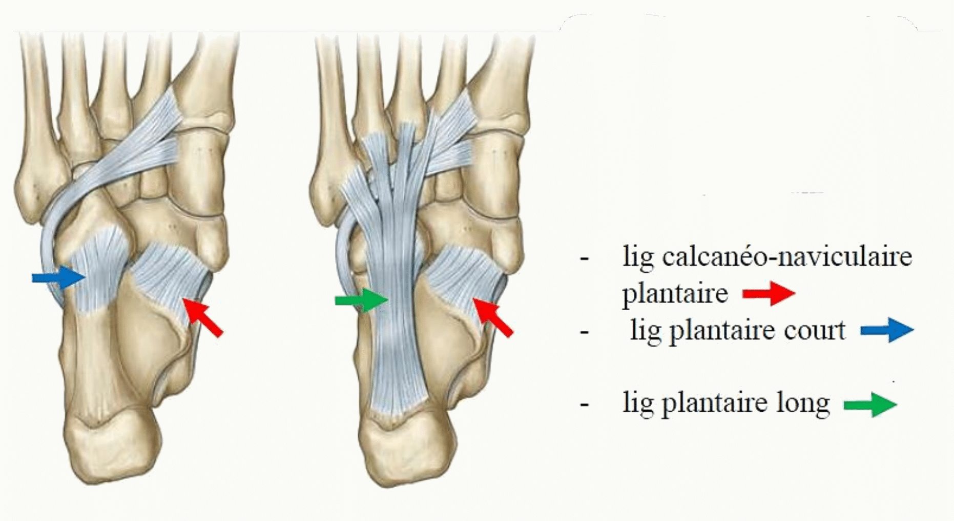 Ligaments de la voûte plantaire : calcanéo-naviculaire plantaire, ligament plantaire court et ligament plantaire long