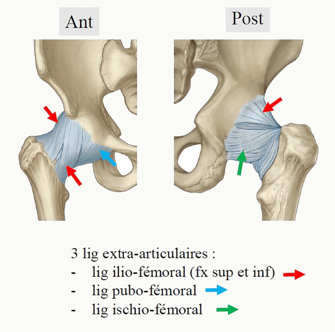 Vues antérieure et postérieure de la hanche : ligaments ilio-fémoral, pubo-fémoral et ischio-fémoral