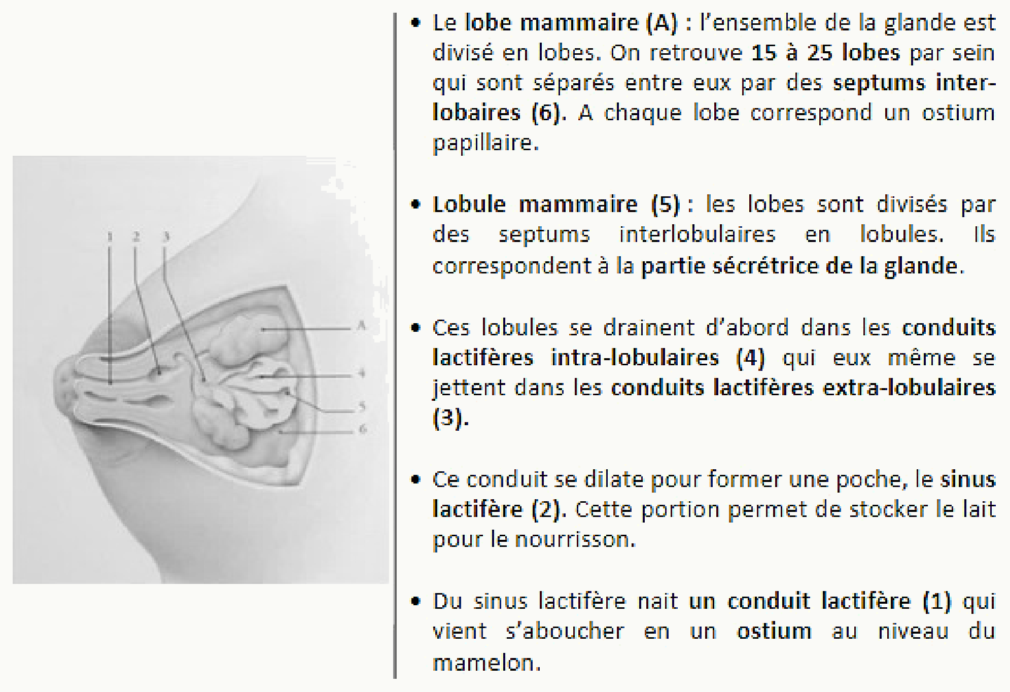 Organisation du sein en lobes et lobules mammaires, conduits lactifères et sinus lactifère