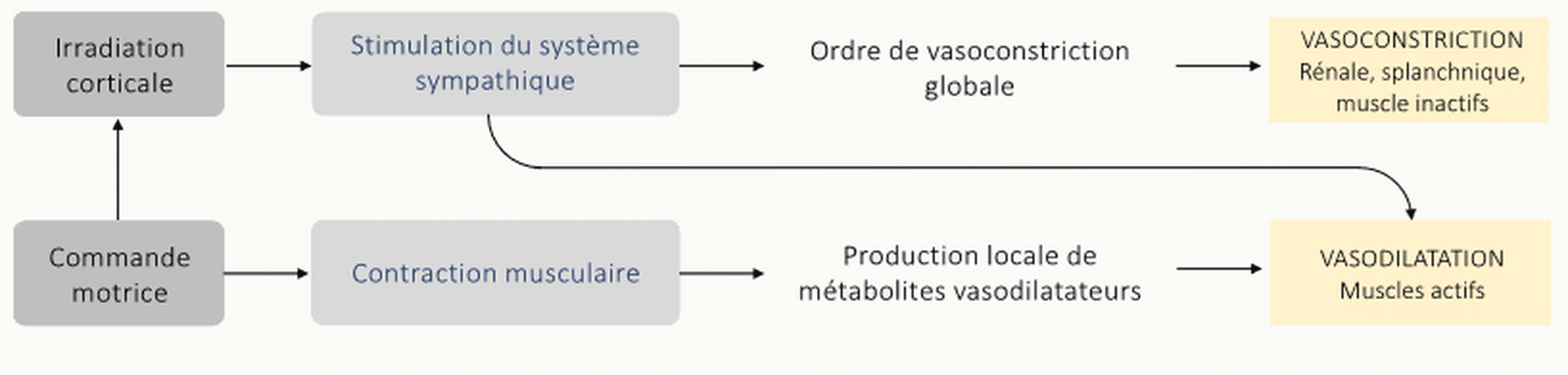 Schéma en deux voies parallèles du mécanisme de la redistribution vasculaire à l'effort : ① l'irradiation corticale active le système sympathique qui ordonne une vasoconstriction globale des organes inactifs (rein, splanchnique, muscles inactifs) ; ② en parallèle, la commande motrice déclenche la contraction musculaire qui produit localement des métabolites vasodilatateurs entraînant une vasodilatation des muscles actifs.
