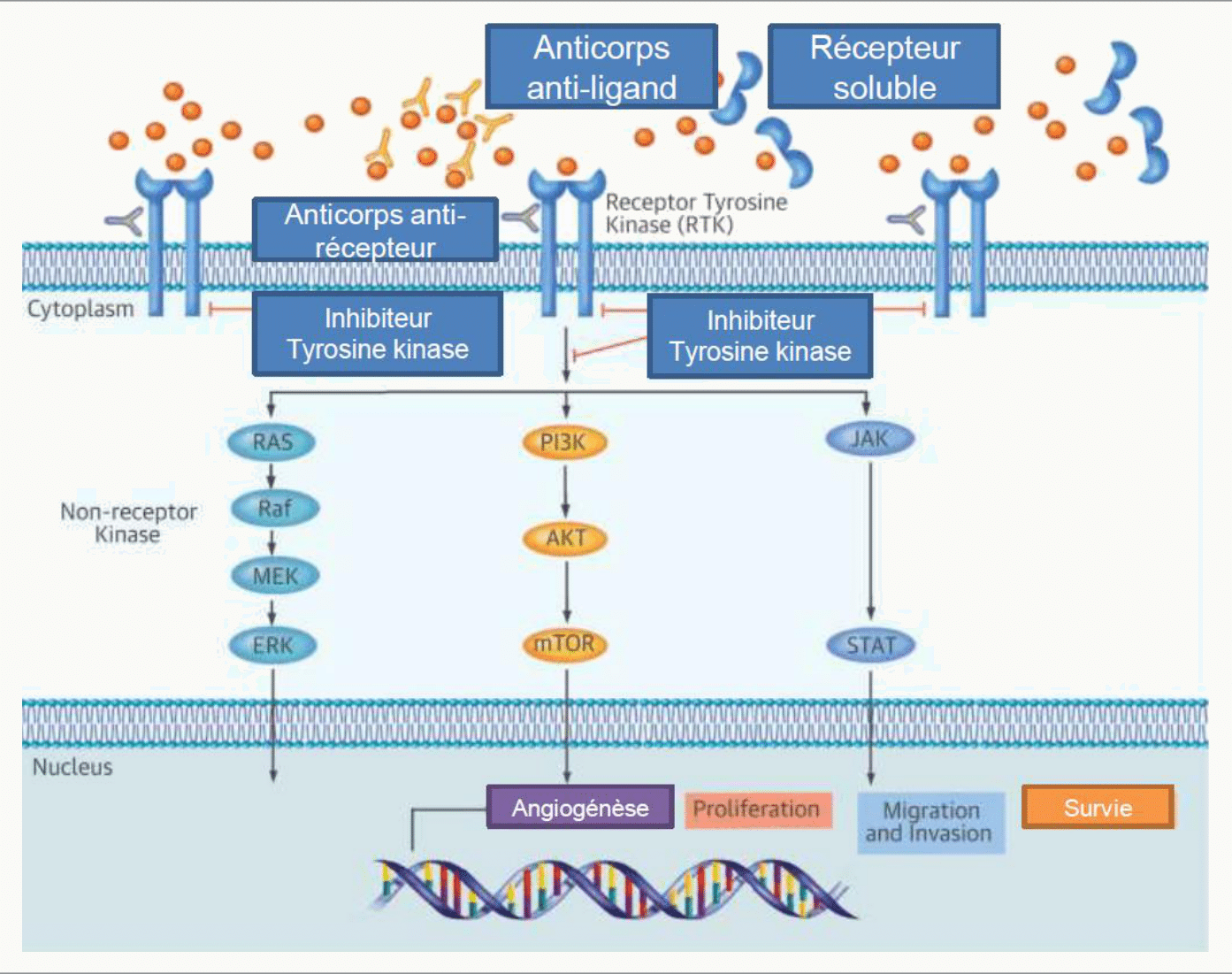 Deux stratégies anticorps anti-ligand vs anti-récepteur