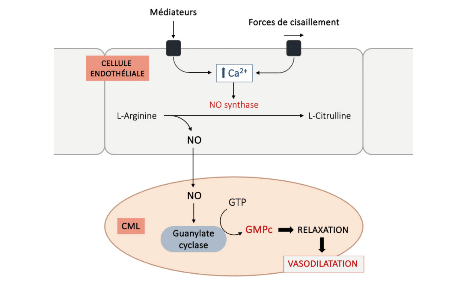 Schéma montrant les médiateurs chimiques et les forces de cisaillement activant la NO synthase dans la cellule endothéliale via Ca²⁺, avec production de NO → GMPc → relaxation de la CML.