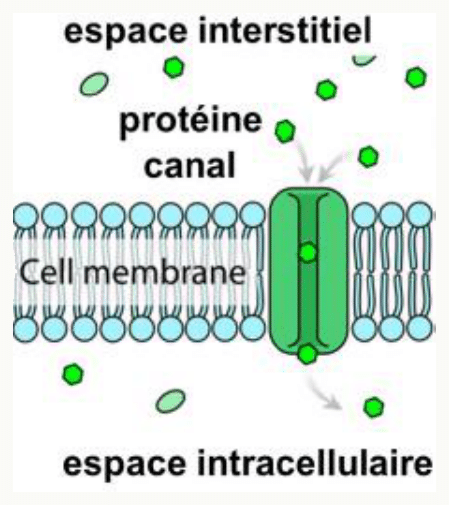 Membrane cellulaire avec bicouche lipidique, canal protéique, protéine de transport, espace interstitiel au-dessus et espace intracellulaire en dessous