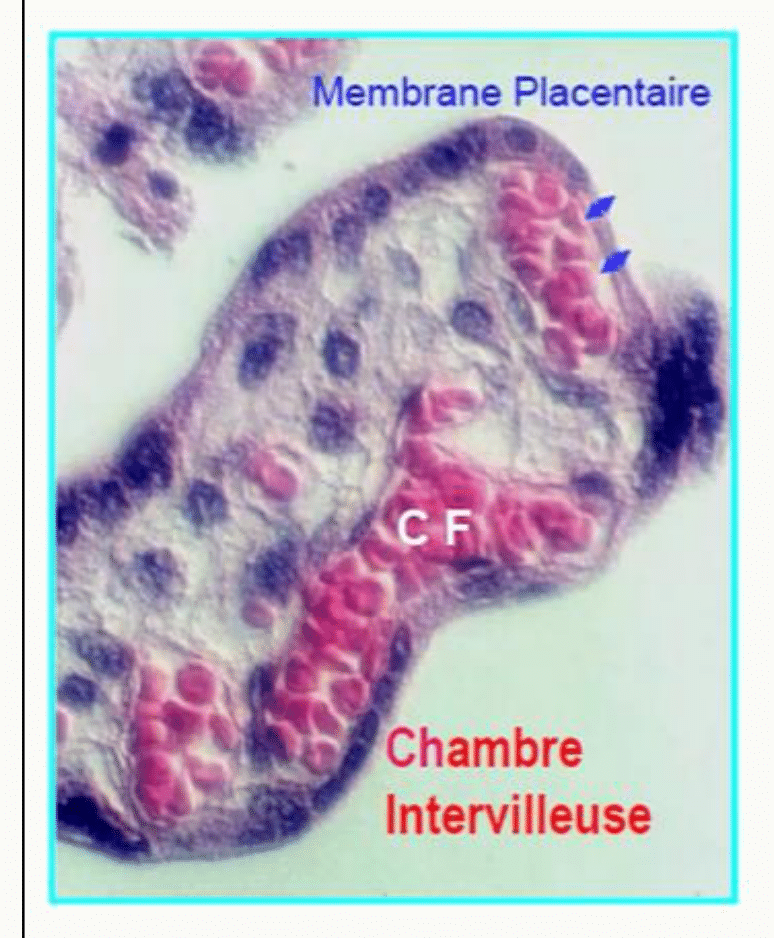 Membrane placentaire : détail histologique