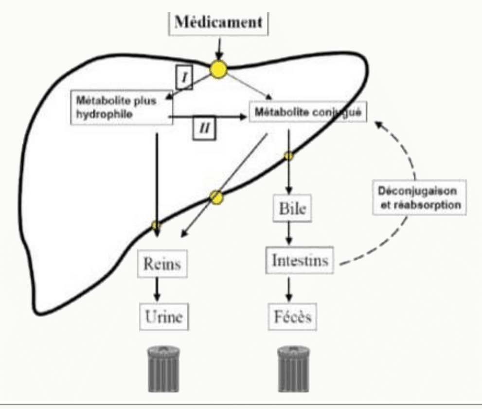 Métabolisme hépatique : médicament hydrophile ou conjugué, reins/bile