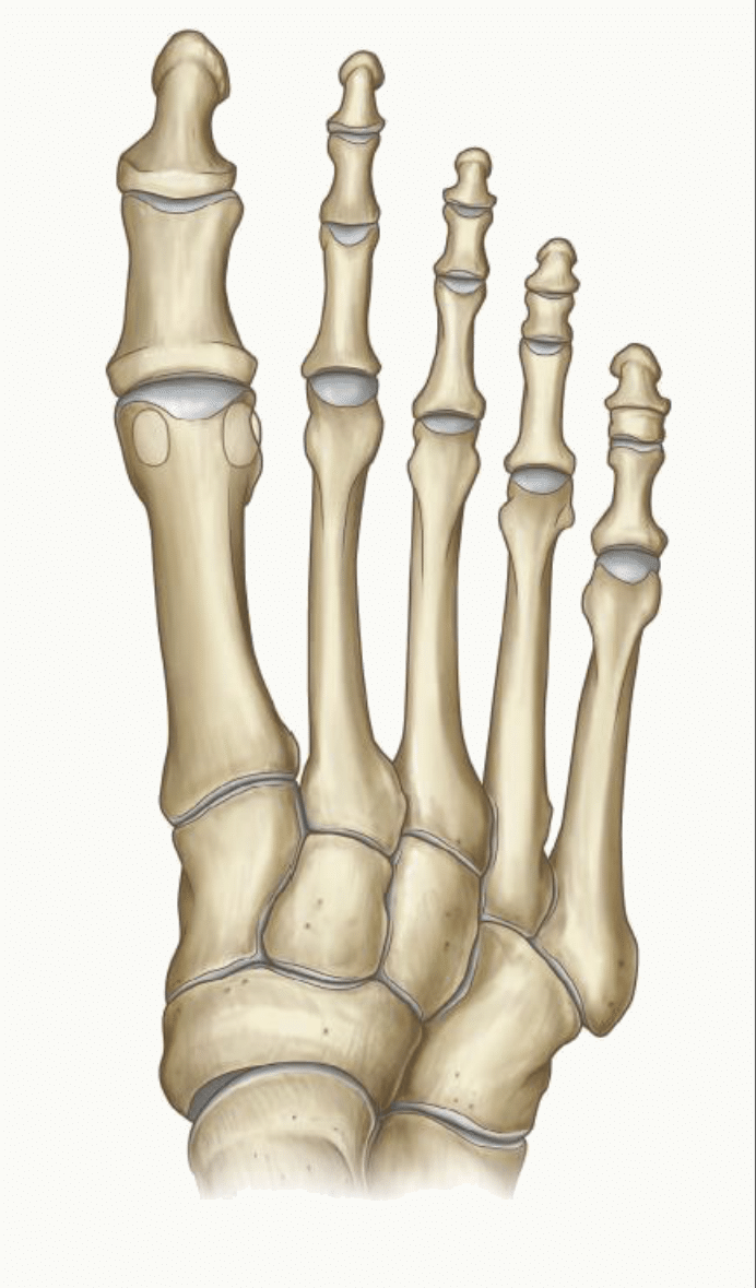 Métatarsiens et phalanges en vue dorsale : bases, corps, têtes métatarsiennes et rayons des orteils