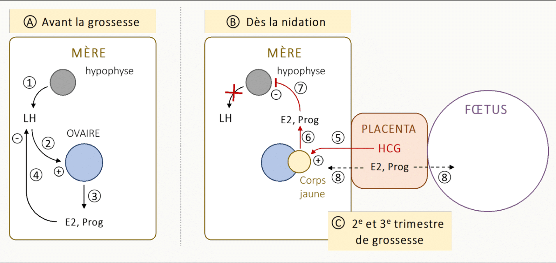 Schéma comparatif utérus avant grossesse vs nidation, avec E2, progestérone et hCG.