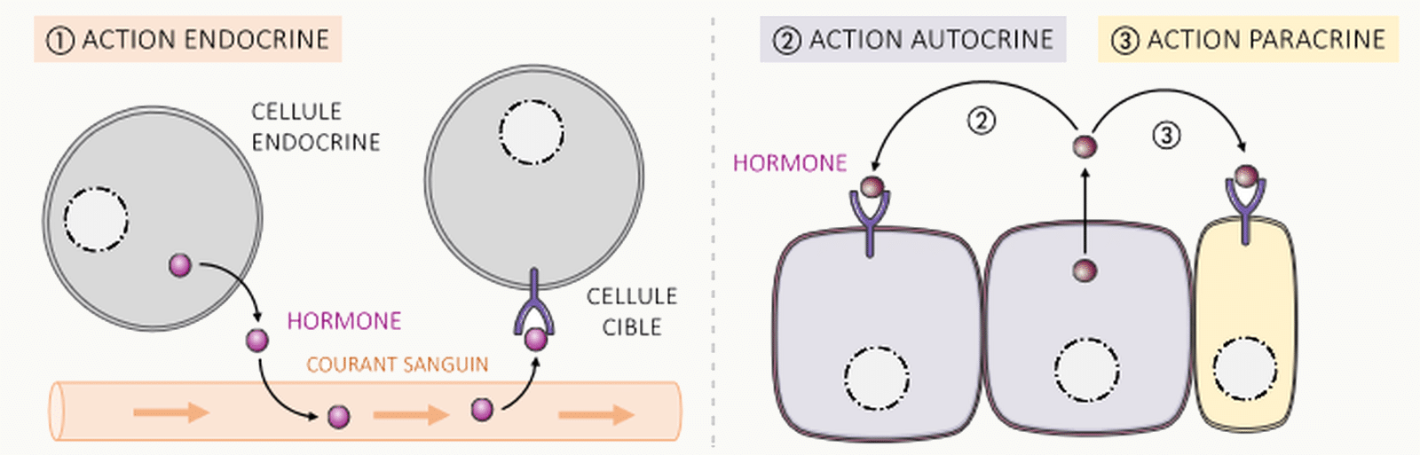 Schéma comparatif endocrine / autocrine / paracrine.