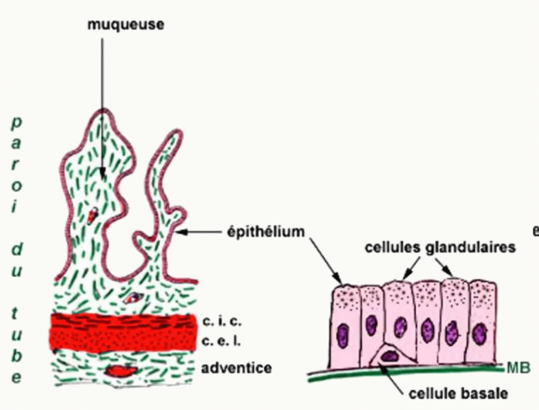 Muqueuse de la vésicule séminale et cellules glandulaires