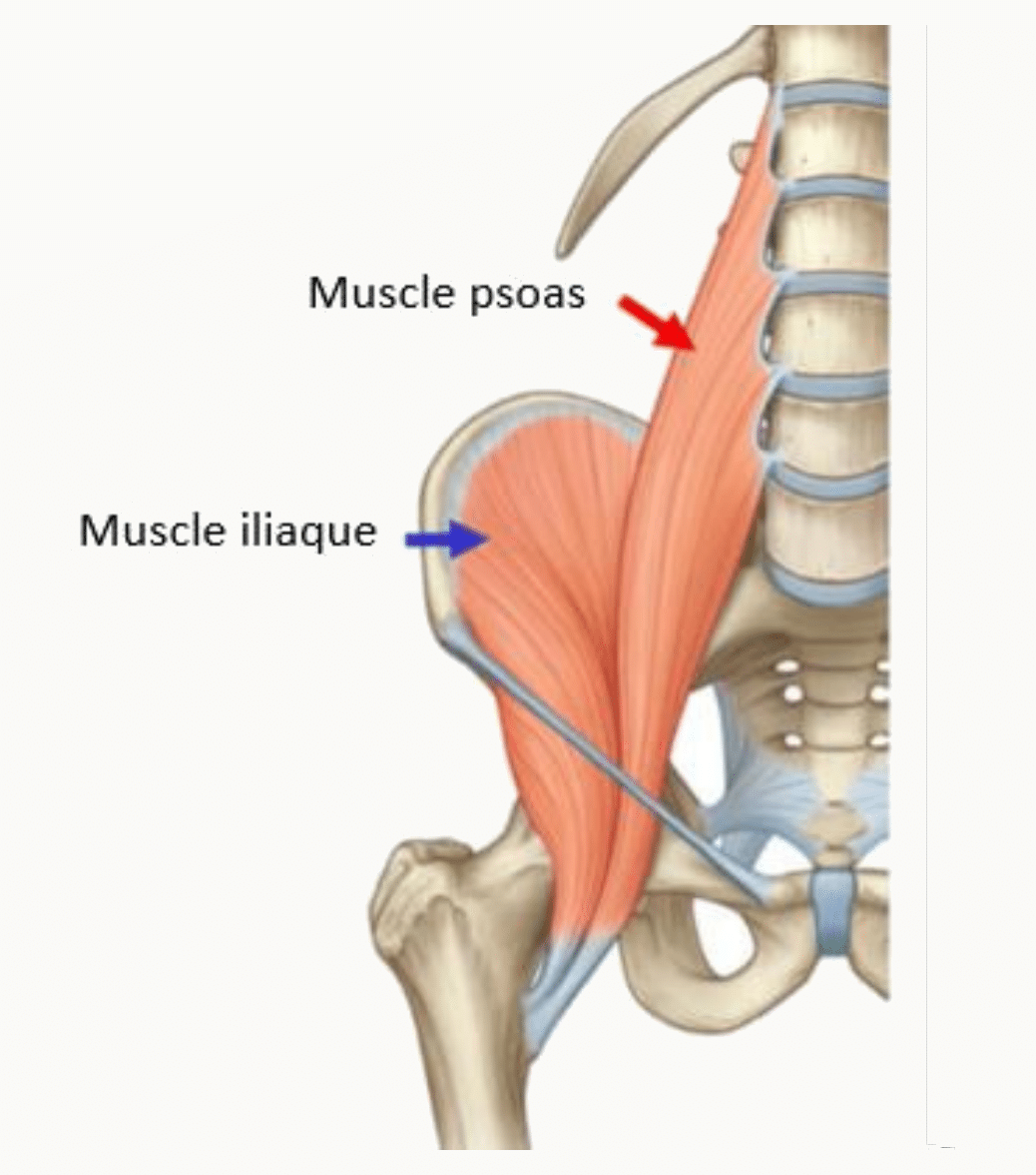 Muscle ilio-psoas en vue antérieure : psoas sur le rachis lombal et iliaque dans la fosse iliaque, réunis en un tendon vers le petit trochanter